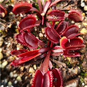 Dionaea Muscipula Red Form